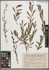 Foto von Salix purpurea L.